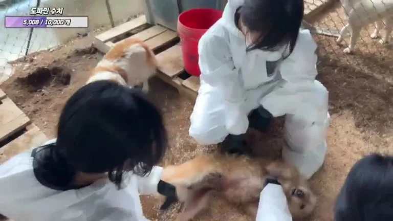 陈智妍dlswldus107 2025-05-17 11-26-25 缩略图